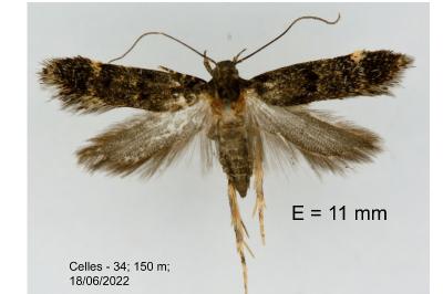 Neofriseria hitadoella