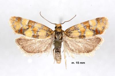 Aethes tesserana