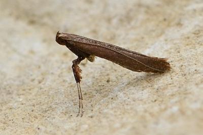 Caloptilia falconipennella