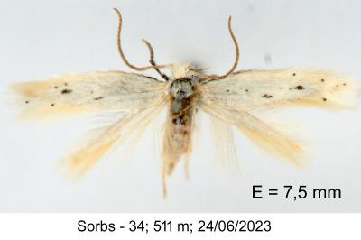 Elachista parvula