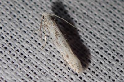Kessleria helvetica