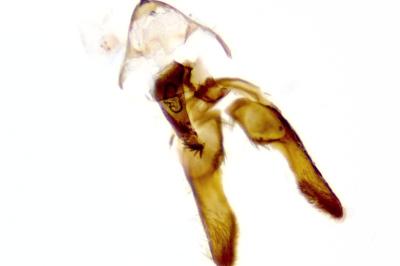 Cydia cosmophorana