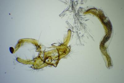 Coleophora lixella