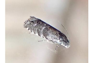 Pammene splendidulana