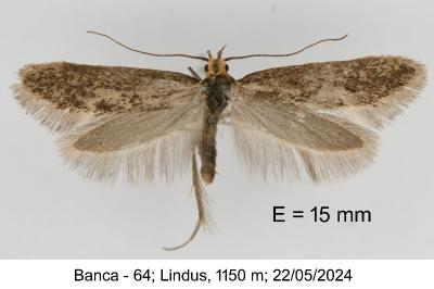 Denisia subaquilea
