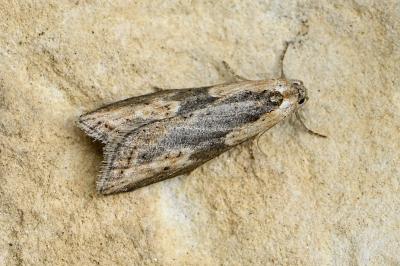 Doloploca punctulana