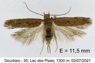 Bryotropha desertella