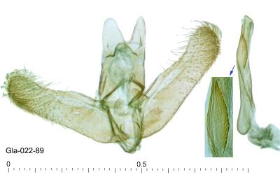 Elachista subocellea