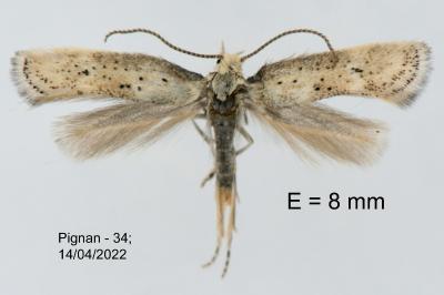 Elachista subocellea