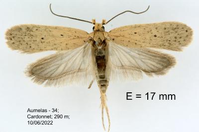 Agonopterix rotundella