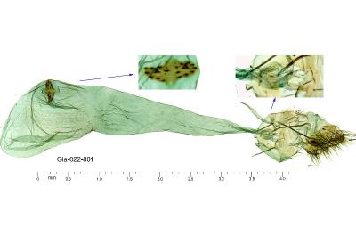 Agonopterix cadurciella