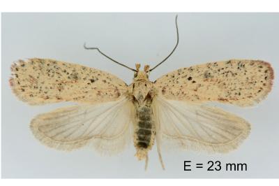 Agonopterix atomella