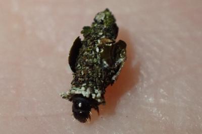 Bacotia claustrella