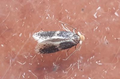 Ectoedemia suberis