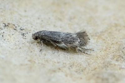 Elachista subnigrella