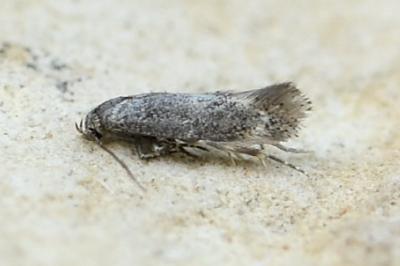 Elachista subnigrella