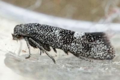 Tinagma magnostiumella