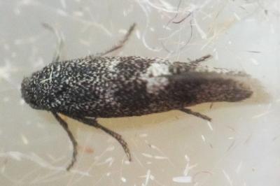 Tinagma magnostiumella