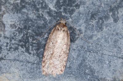 Agonopterix ivinskisi