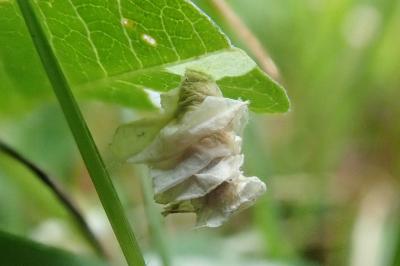 Coleophora colutella