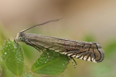Grapholita caecana