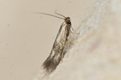 Bucculatrix nigricomella