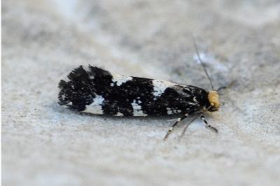 Triaxomera fulvimitrella