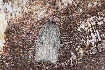 Acleris roscidana