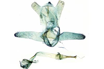 Bucculatrix nigricomella