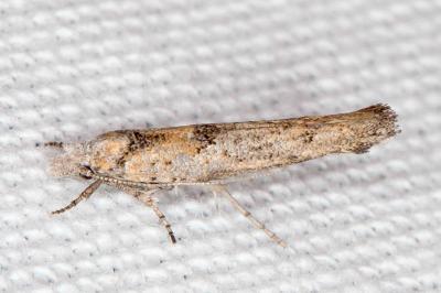 Zelleria oleastrella
