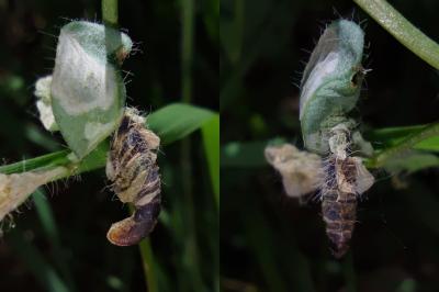 Coleophora discordella