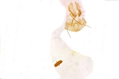 Agonopterix atomella