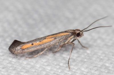 Ochromolopis ictella