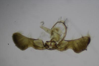Pammene regiana