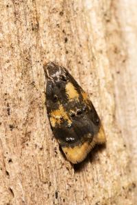 Spatalistis bifasciana