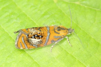 Olethreutes arcuella