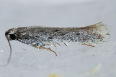 Huemeria campicolella
