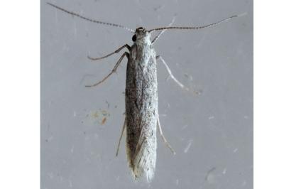 Huemeria campicolella