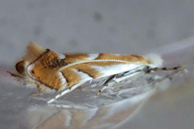 Phyllonorycter rebimbasi