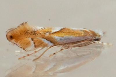 Phyllonorycter rebimbasi