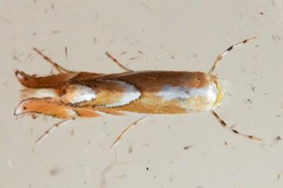 Phyllonorycter rebimbasi
