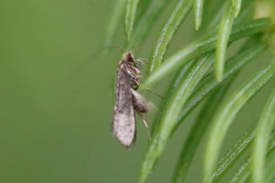 Nematopogon robertella