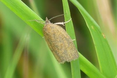 Aphelia viburnana