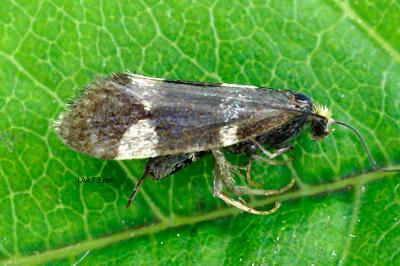 Lampronia capitella