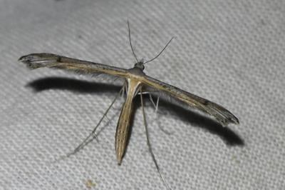 Stenoptilia plagiodactyla