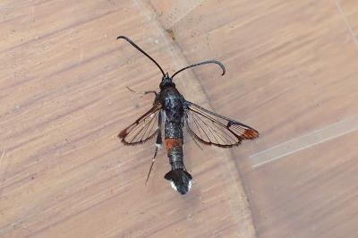 Synanthedon formicaeformis