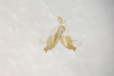 Coleophora caespititiella