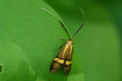 Nemophora degeerella