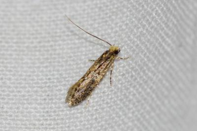 Monopis