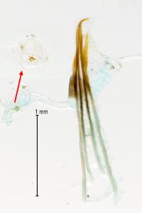 Lampronia flavimitrella